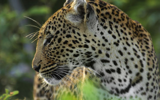 Leopard standing in grass looking - the grass free wallpaper