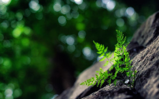 Fern rock woods macro blurry - daphne mcclure free wallpaper