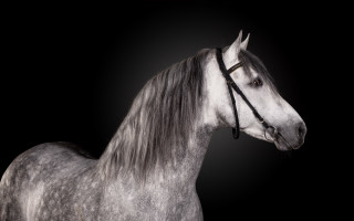 Gray horse white horse full - tonalism free wallpaper