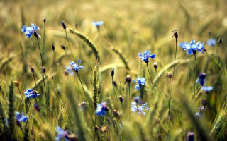 Blue flower field girls butterfly - the foreground and a blurry background free wallpaper