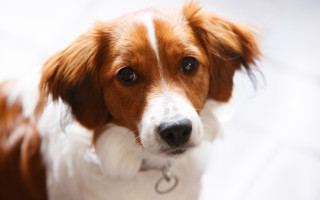 Dog collar closeup photorealistic animal - a close up of a dog free wallpaper