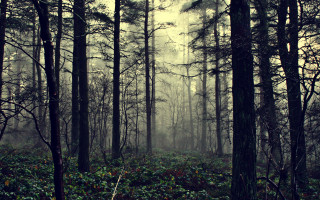 Foggy forest bench bamboo autumn - the foggy day time free wallpaper