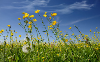 Yellow flowers field clouds dandelion - a blue sky in the background free wallpaper for desktop