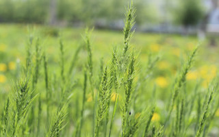 Green grass yellow flowers house - yellow flower free wallpaper