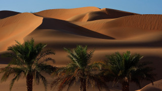 Desert palm trees sand dunes 2 - a blue sky in the background free wallpaper for desktop