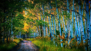 Forest path bush fence night - forest free wallpaper
