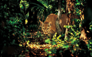 Lion forest cub sunny nature - carlos catasse free wallpaper for desktop