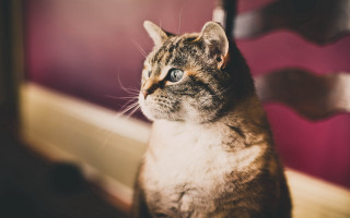 Cat chair tiltshift shallowdepth blurry - shallow free wallpaper for desktop
