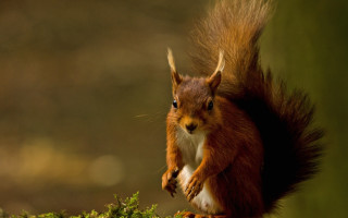 Red squirrel surprised on branch - chippy free wallpaper
