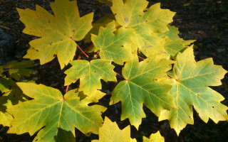 Yellow leaves autumn sunlight woods - boetius adamsz bolswert free wallpaper