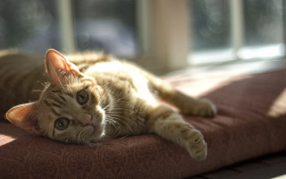 Cat bed window sunshine superflat - sunlight free wallpaper