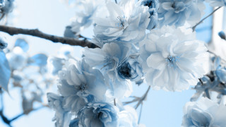 Blue branch blue sky flowers - a blue sky background free wallpaper