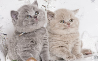 Kittens shelf christmas decorations rococo - grey background free wallpaper