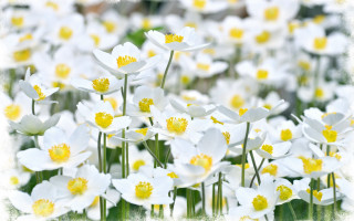 White flower field bokeh daisy - the middle of the field free wallpaper