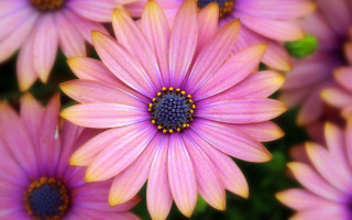 Pink flower bloom macro blurry - yellow center free wallpaper