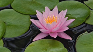 Pink water lily yellow center - a yellow center in the center free wallpaper