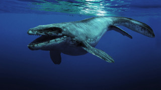 Large fish ocean open mouth - adam rex free wallpaper