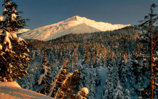Snowy mountain forest dusk fire - a forest of trees free wallpaper