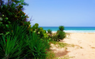 Beach water plants sky bamboo - felipe seade free wallpaper