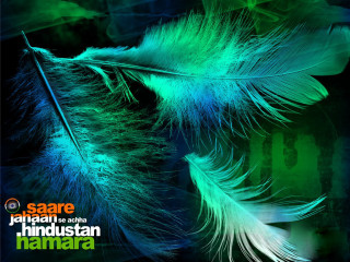 Feather closeup black background green - background free wallpaper for desktop