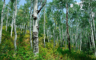 Forest tall trees green grass 3 - ansel adams free wallpaper