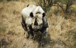 Rhinoceros drygrass trees bushes wildlife - the background and bushes free wallpaper