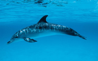 Dolphin fish underwater scene boat - its mouth and a fish free wallpaper
