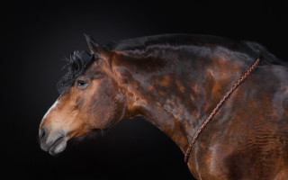 Brown horse rope black background - a brown horse free wallpaper