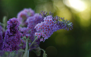 Purple flower vase impressionism macro - bracha l. ettinger free wallpaper