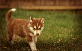 Shiba inu dog frisbee outdoors - a grass free wallpaper