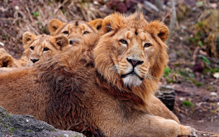 Lions rocky hillside forest wildlife - a rocky hillside next free wallpaper
