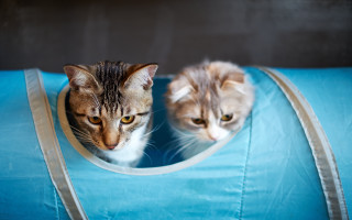 Cats bluebag animals focus reflection - incoherent free wallpaper