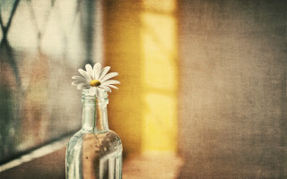 Glass bottle flower table window 2 - a yellow light free wallpaper