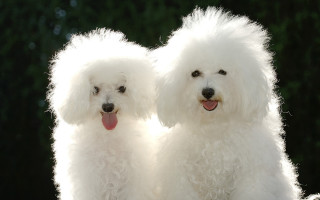White poodles tongues out rococo - their tongue free wallpaper