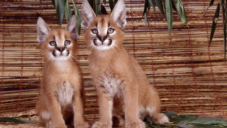 Tiny kittens mat plant bamboo - a mat free wallpaper
