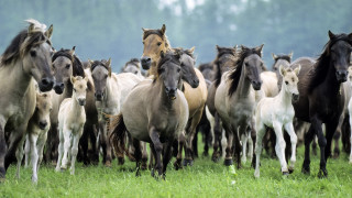 Horses running green field trees - a lush green field free wallpaper