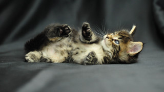 Kitten arabesque puzzle glamor blue - a black surface free wallpaper