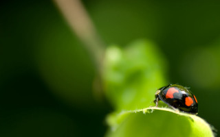 Ladybug greenleaf sun ecologicalart macroblur - spot free wallpaper