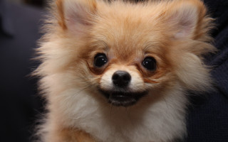 Small brown faced dog sitting - a small dog free wallpaper