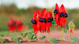 Red flowers black petals green - elizabeth durack free wallpaper
