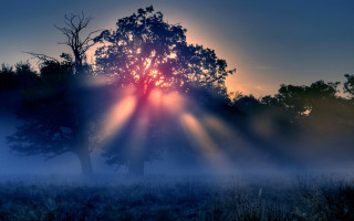 Fog shining sun magic forest - grass and trees free wallpaper