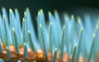 Plant needles green background macro - thin free wallpaper