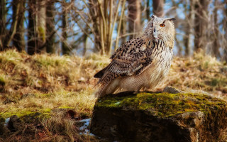 Owl rock forest mossy background - mossy free wallpaper