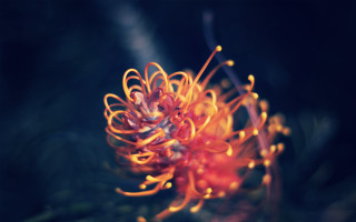 Flower fire breathing wings macro - a blurry background of leaves free wallpaper