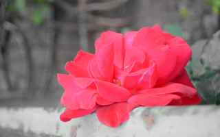 Red flower white vase green - a white vase free wallpaper