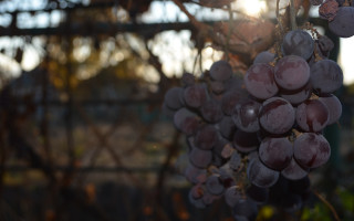 Grapes vine field sunshine bokeh - photorealism free wallpaper