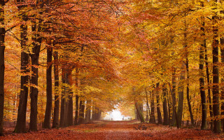 Forest path autumn leaves bare - a flemish baroque free wallpaper