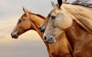 Horses field grass dirt sky - a field of grass and dirt free wallpaper
