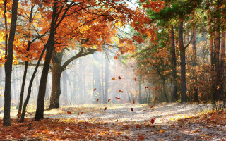 Autumn forest leaves sunbeam falling - lot of trees free wallpaper