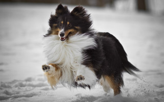 Dog snow running open mouth - its mouth open free wallpaper